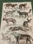1835 Thomas Brown Hand-Colored Canid Engraving | Archivally Matted 12x16 For Sale - Image 9 of 9