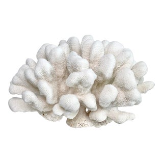 Natural White Catspaw Coral Specimen Coastal Decor For Sale