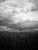 Paul Cooklin, Wheat Field, Occold III, Edition of 50 For Sale - Image 7 of 7