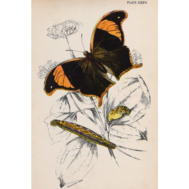 19th Century Antique English Butterfly Print 1897 For Sale - Image 4 of 4
