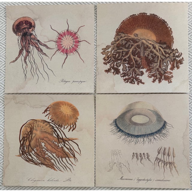 1970s Natural Curiosities Collector's Album of 14 Artistic Prints For Sale - Image 16 of 17