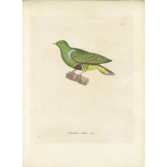 This illustration features a bird labeled "Colombe naine, mâle," which translates to "Dwarf Pigeon, male." of the Print: -...