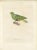 This illustration features a bird labeled "Colombe naine, mâle," which translates to "Dwarf Pigeon, male." of the Print: -...