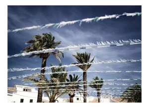 Palms, British Photograph, Holiday, 2004