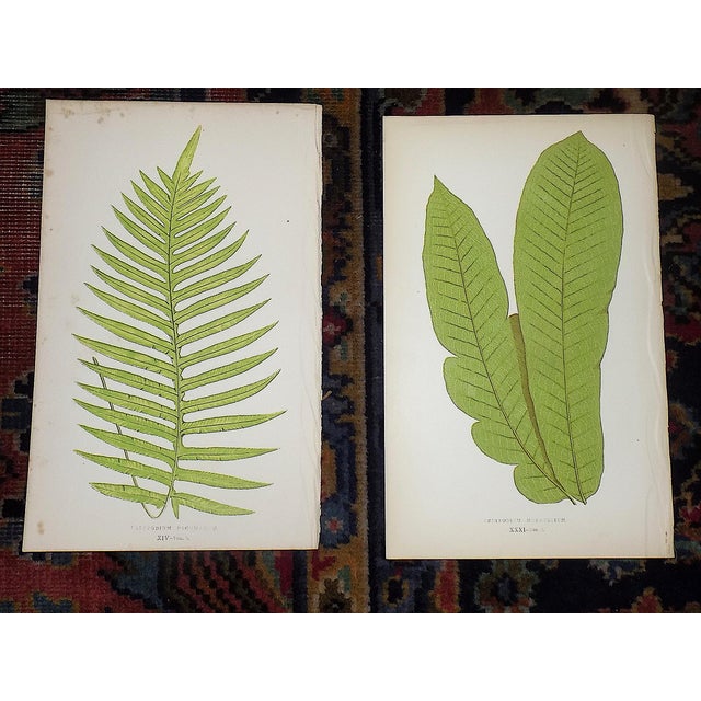 Printmaking Materials Antique 19th Century Botanical Fern Wood Engravings - Set of 12 For Sale - Image 7 of 9