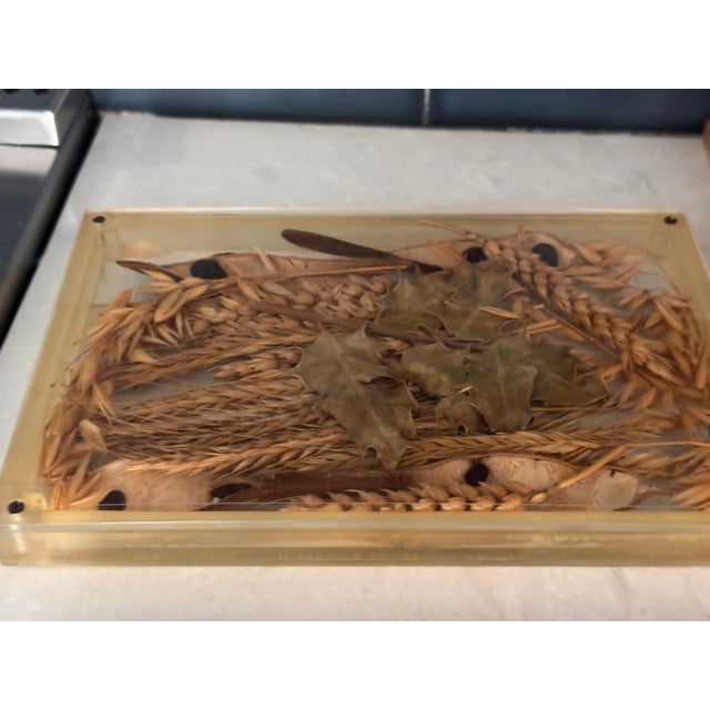 Brown Vintage Lucite Scientific Display Case Seed Collection + Specimen Tray Notes For Sale - Image 8 of 17