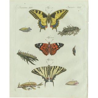 Bertuch, Swallowtail and Painted Lady Butterflies, 1800, Engraving For Sale