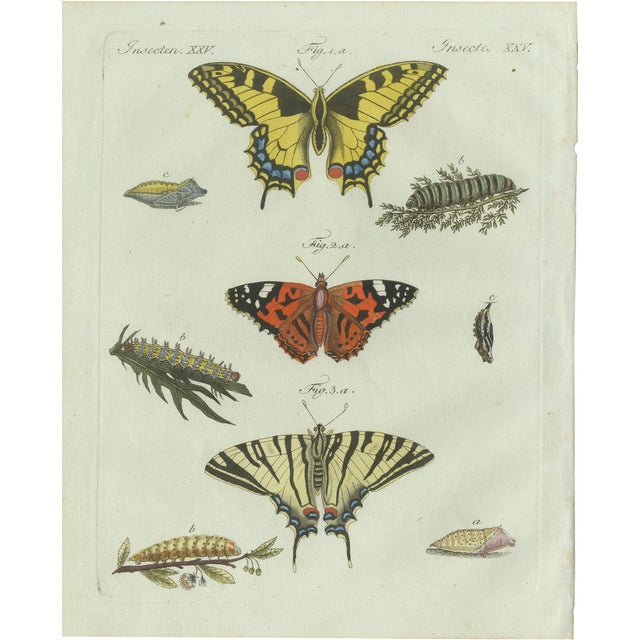 Bertuch, Swallowtail and Painted Lady Butterflies, 1800, Engraving For Sale