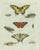 Bertuch, Swallowtail and Painted Lady Butterflies, 1800, Engraving For Sale