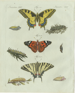 Bertuch, Swallowtail and Painted Lady Butterflies, 1800, Engraving
