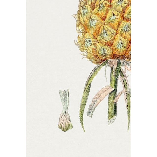 Vintage Hand-Drawn Pineapple, Botanical Art Print Reproduction, 40" X 60" For Sale - Image 9 of 10