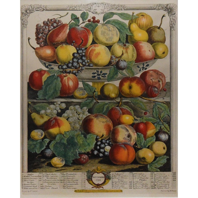 18th-century style etching, "September Fruits, 1732," after Robert Furber, depicting a lush arrangement of seasonal...