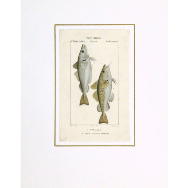 Freshwater Fish Engraving Print, C. 1830 For Sale - Image 4 of 5
