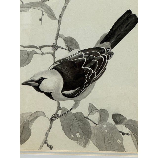 Early 21st Century Larry Haines Loggerhead Shrike Series Bird Study Drawing, Framed For Sale - Image 5 of 12
