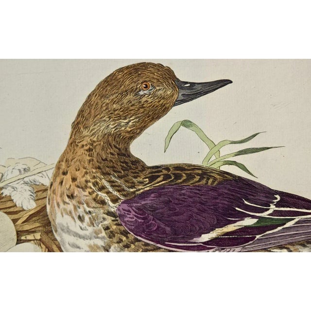 Figurative Eurasian Teal Duck: An 18th Century Hand-Colored Nozeman Engraving "Anas Crecca", 1770 For Sale - Image 3 of 4