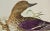 Figurative Eurasian Teal Duck: An 18th Century Hand-Colored Nozeman Engraving "Anas Crecca", 1770 For Sale - Image 3 of 4