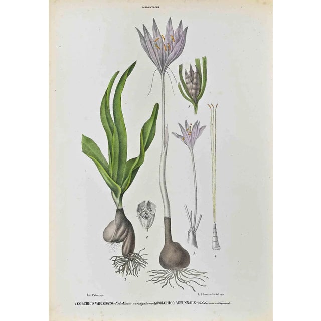 Vincenzo Tenore, The Melantaceae, Lithograph, 1870s For Sale