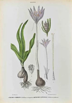 Vincenzo Tenore, The Melantaceae, Lithograph, 1870s