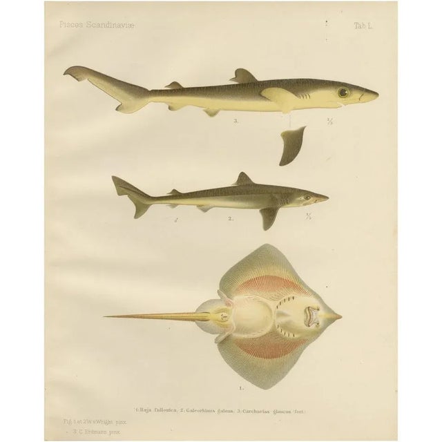 W. v. Wright and C. Erdmann, Sharks and Skate from Pisces Scandinaviae Collection, 1895, Print For Sale - Image 11 of 11