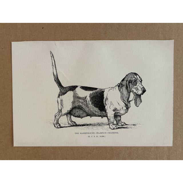 Up for sale is this charming antique dog print from a veterinary guide published in the 1890s and illustrating breed...