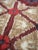 Beige Rug Hamadan in Wool and Cotton For Sale - Image 8 of 10