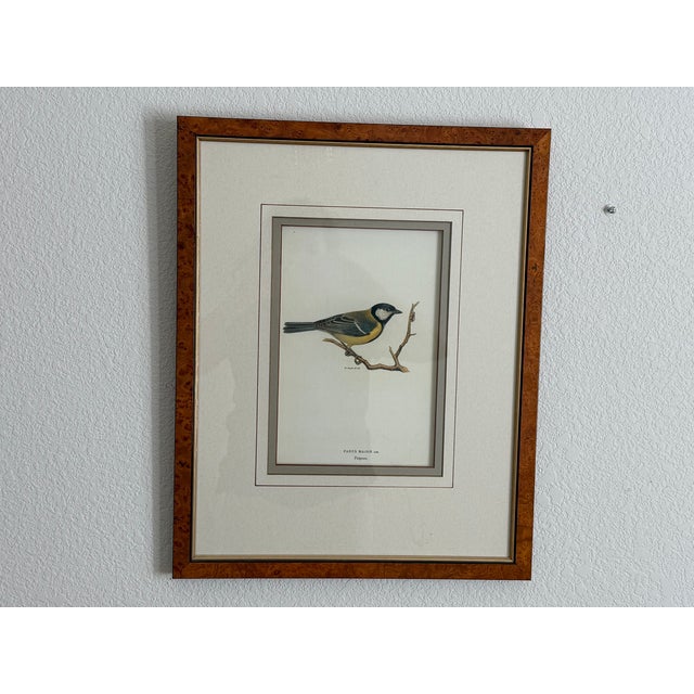 Ethan Allen Ethan Allen Framed Antique Bird Print: Paris Major For Sale - Image 4 of 10