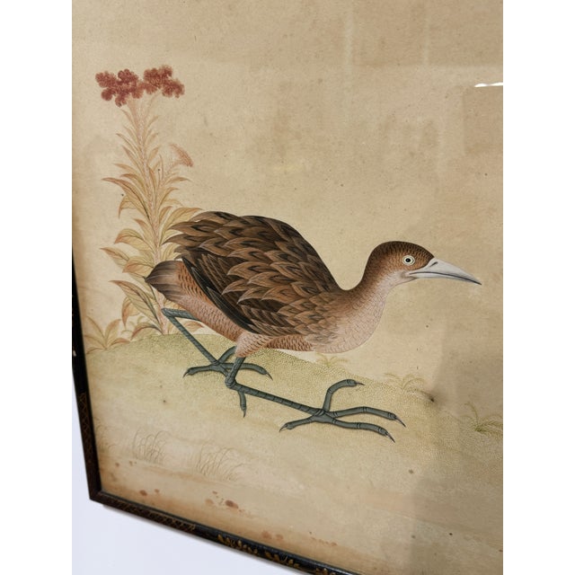 Paint Fine Quality Chinese School Watercolor of a Marsh Bird, Circa 1800 For Sale - Image 7 of 10