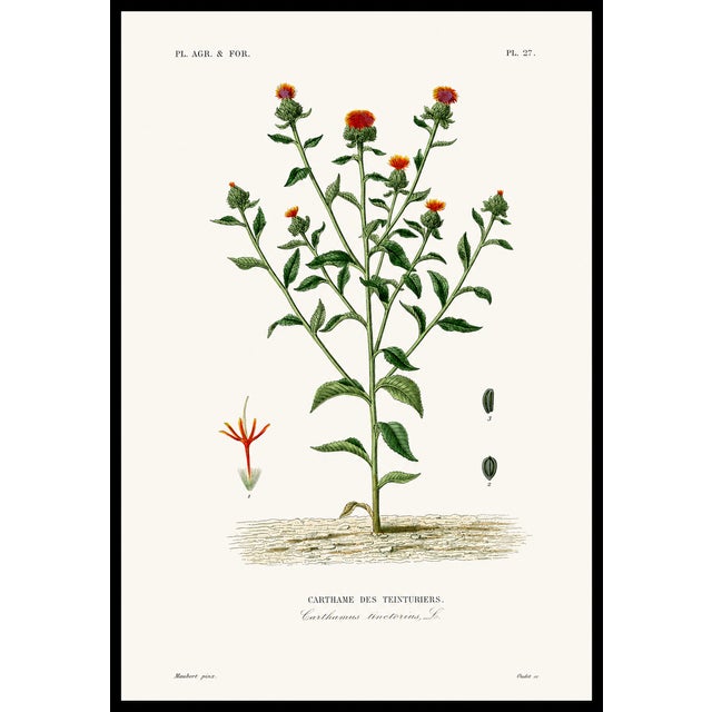 A beautiful and seldom-seen set of 3 antique lithographs from The Vegetable Kingdom, illustrated by G. Dupuis and dating...