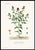 A beautiful and seldom-seen set of 3 antique lithographs from The Vegetable Kingdom, illustrated by G. Dupuis and dating...