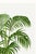 Green Vintage Palm Botanical Study, Art Print Reproduction, 24" X 36" For Sale - Image 8 of 10
