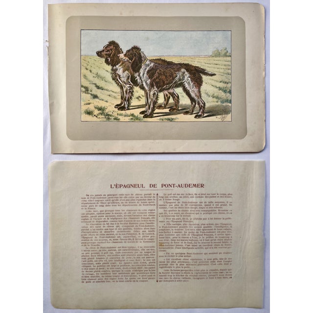 This handsome photogravure printed page is illustrated by P. Mahler, a German artist. The subject is of two L'Epagneul De...