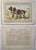 This handsome photogravure printed page is illustrated by P. Mahler, a German artist. The subject is of two L'Epagneul De...