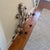 Vintage Italian Gilt Iron Wall Sconce Candelabra Hollywood Regency For Sale - Image 4 of 7