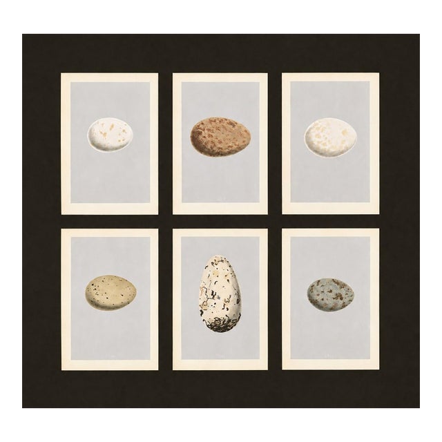 Collection of Six Antique British Bird Egg Prints, Large Speckles, Attributed to Rev. F. O. Morris For Sale