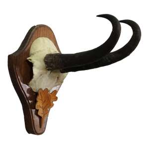 Large Chamois Trophy on Turned Plaque, Austria 1950s