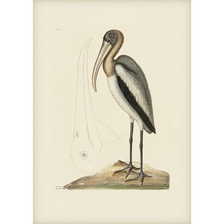 Mark Catesby Reproduction of Wood Pelican, Plate 81 For Sale