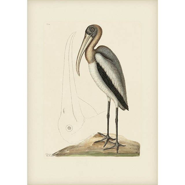 Mark Catesby Reproduction of Wood Pelican, Plate 81 For Sale