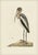 Mark Catesby Reproduction of Wood Pelican, Plate 81 For Sale