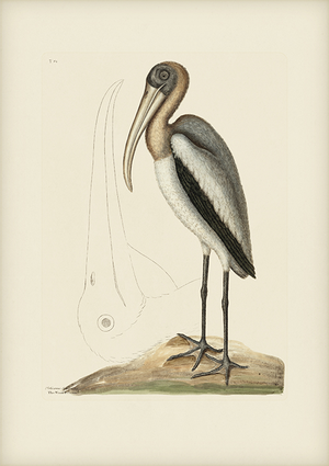 Mark Catesby Reproduction of Wood Pelican, Plate 81