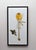This artwork depicts a beautifully rendered honey dipper wrapped in clear plastic, accompanied by a detailed, golden bee....