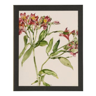 Peruvian Lily - Botanical Study by Deborah Eddy For Sale