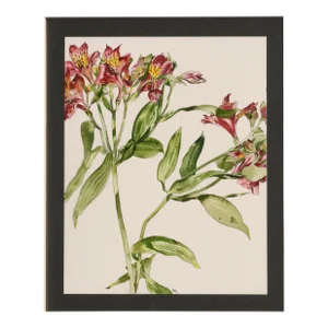 Peruvian Lily - Botanical Study by Deborah Eddy