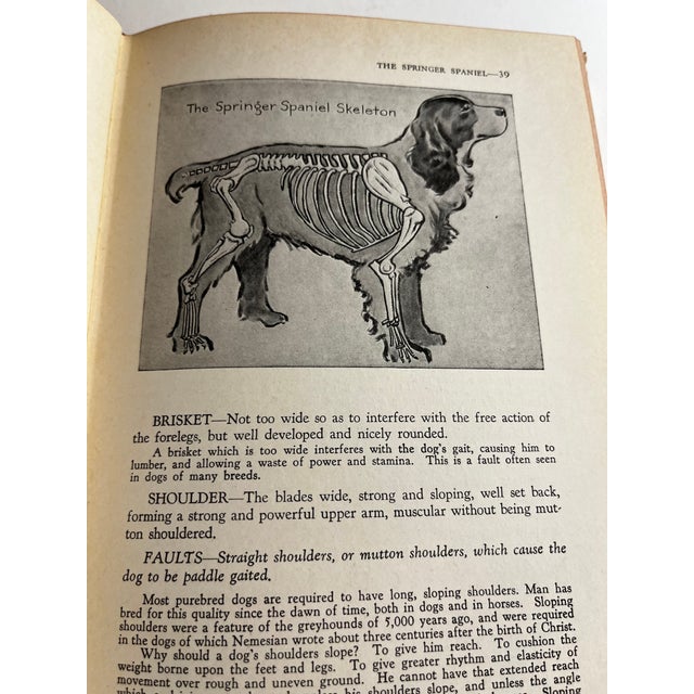 1951 the Springer Spaniel by Maxwell Riddle Book | Chairish