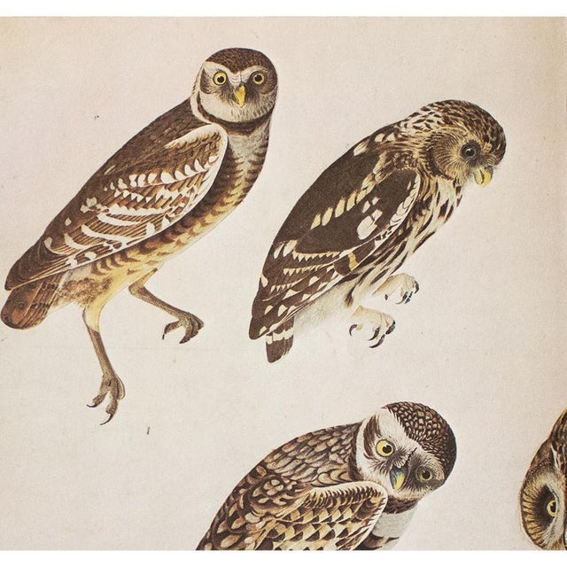 Farmhouse 1966 XL Cottage Print of Owls After John J. Audubon For Sale - Image 3 of 9