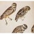 Farmhouse 1966 XL Cottage Print of Owls After John J. Audubon For Sale - Image 3 of 9