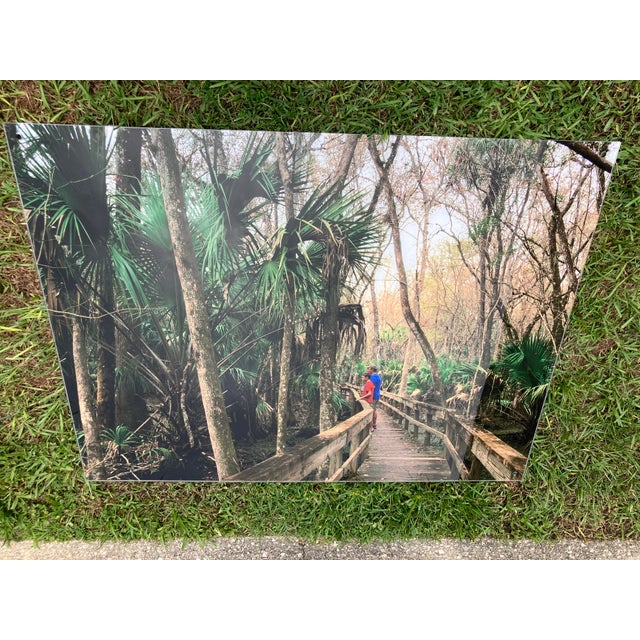 Old Florida; Highlands Hammock State Park, Sebring Florida Photo Print. Cypress Swamp Boardwalk, Four by Three Feet in Plastic For Sale In Naples, FL - Image 6 of 12