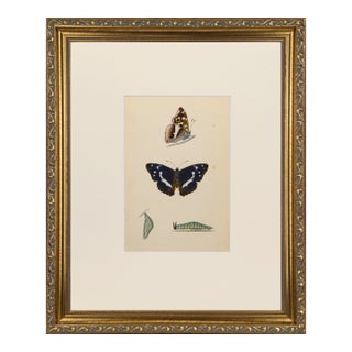 19th Century Antique Morris Butterfly Print Hand Colored Lithograph 1853 For Sale