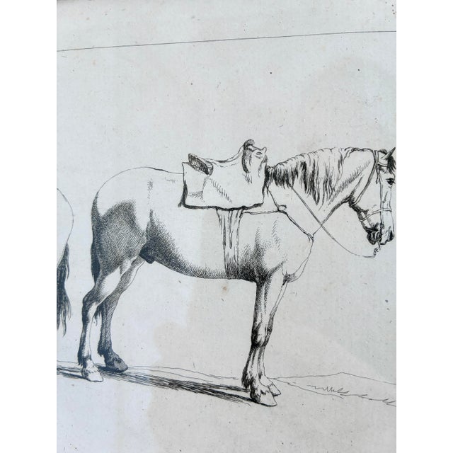 Antique Original Horse Etchings, Circa 1700: Framed Equestrian Prints - a Pair For Sale - Image 11 of 15