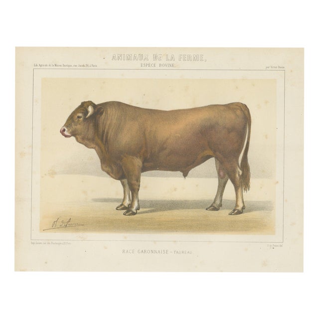 Borie, Garonnais Bull, French Cattle Breed, 1863, Chromolithograph For Sale