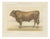 Borie, Garonnais Bull, French Cattle Breed, 1863, Chromolithograph For Sale